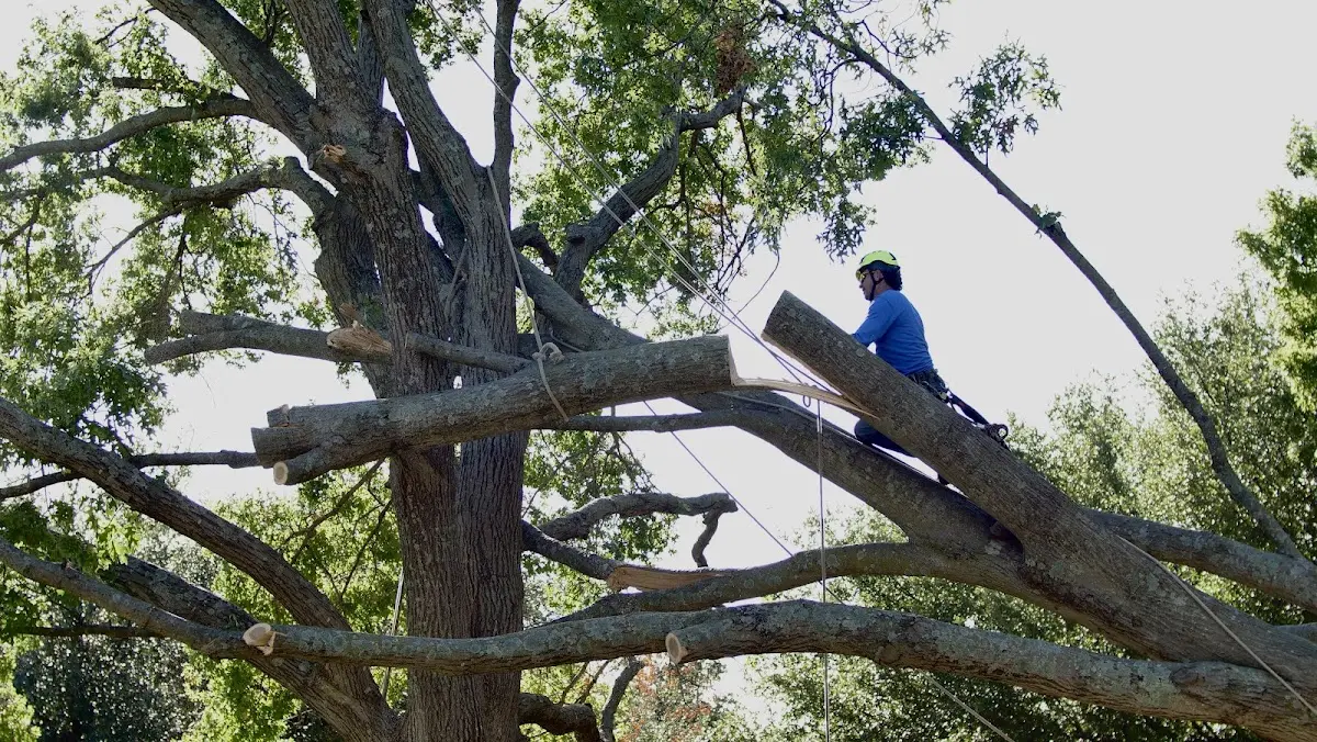 Professional Crown Thinning performed by certified arborists in Charlestown